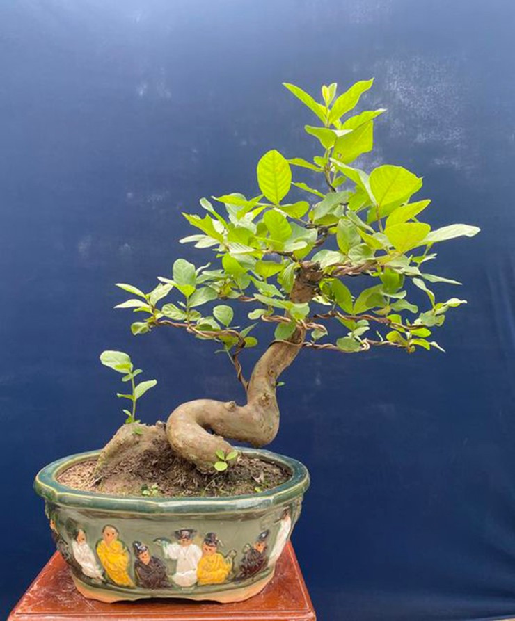 Ổi thuộc họ đào kim nương, nếu được trồng đúng cách có thể cho dáng bonsai đẹp. Cây ổi rất dễ trồng, phát triển tốt trong môi trường nhiệt đới.&nbsp;
