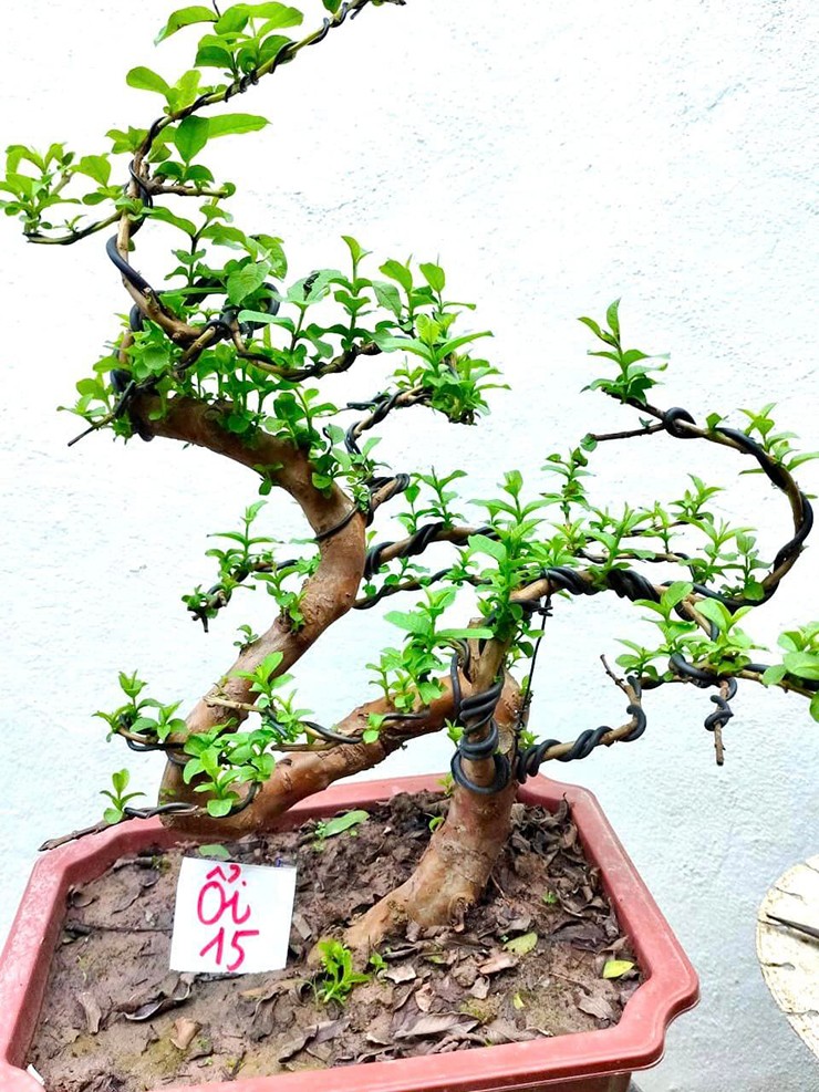 Ổi bonsai rất đa dạng về kiểu dáng, tuổi cây, vì thế giá cả cũng khác nhau
