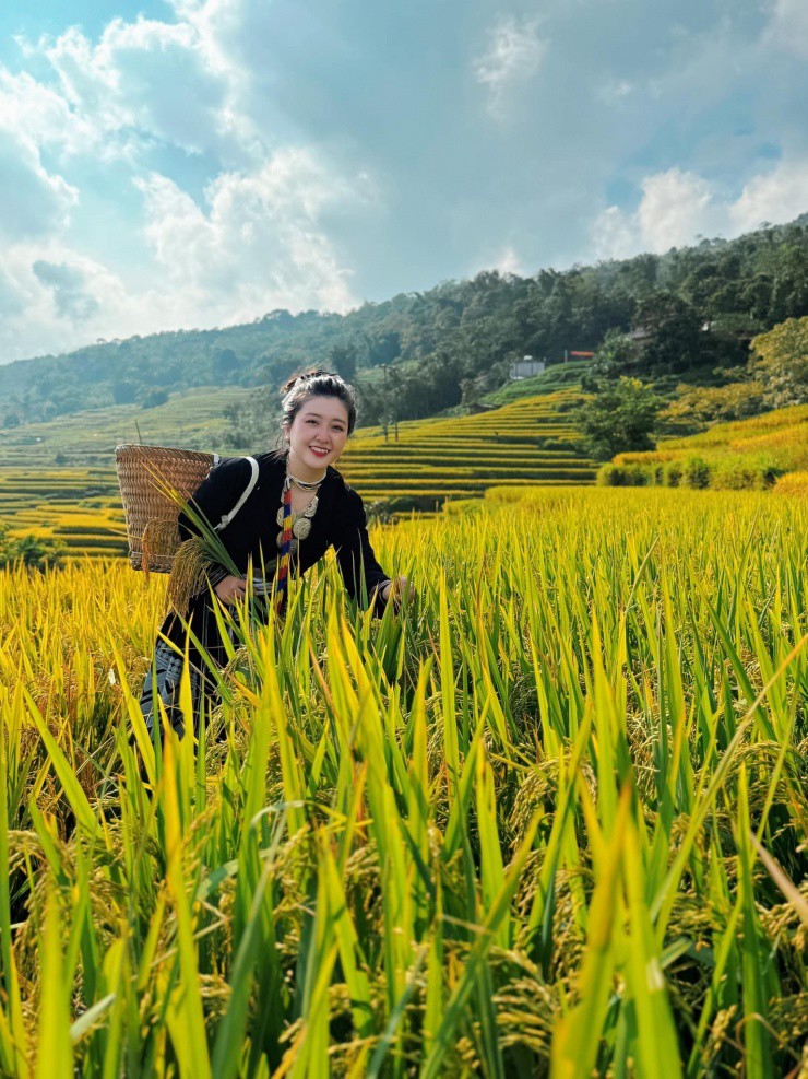 Ruộng lúa bậc thang Hồng Thái vào mùa, màu vàng óng hiện rõ trong từng nhịp sóng lúa.