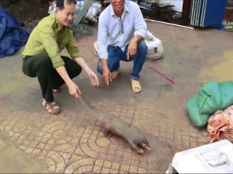 Người dân tích cực bảo vệ động vật hoang dã: Bàn giao tê tê và trăn gấm cho cơ quan kiểm lâm