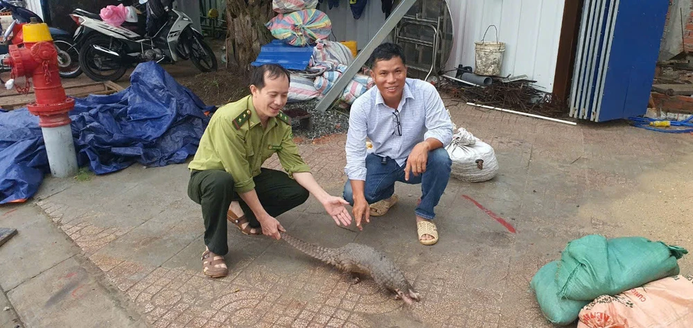 Người dân tích cực bảo vệ động vật hoang dã: Bàn giao tê tê và trăn gấm cho cơ quan kiểm lâm