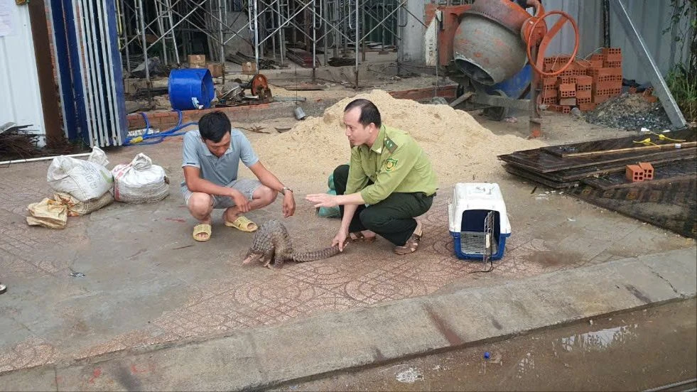 Người dân tích cực bảo vệ động vật hoang dã: Bàn giao tê tê và trăn gấm cho cơ quan kiểm lâm