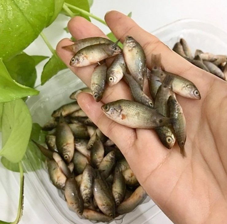 Trên thị trường, cá rô bí được bán với giá lên tới 120.000 đồng/kg.
