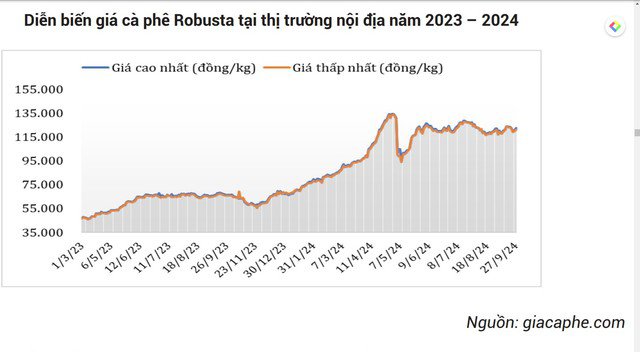 Giá cà phê đầu năm 2023 còn ở mức dưới 50.000 đồng/kg