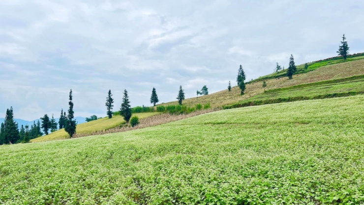 Tìm về thiên nhiên rực rỡ sắc màu ở mảnh đất ‘đá nở hoa’ 13 Không gian tràn ngập nhựa sống.