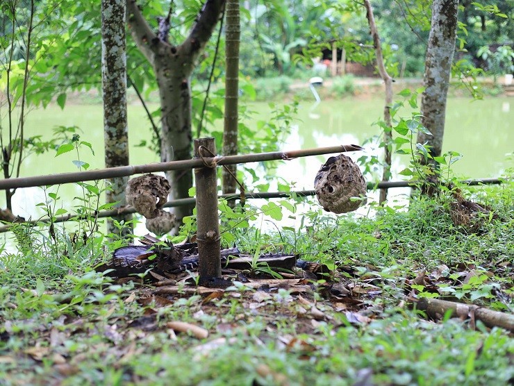 Để lấy được những tổ ong vò vẽ về làm giống, người dân phải mặc đồ bảo hộ kín mít, chỉ hở khoảng mắt đủ quan sát. Sau đó dùng lá cây bịt cửa tổ ong rồi cưa nhánh cây có tổ ong mang về. Điều quan trọng nhất khi lấy tổ ong về làm giống là không được để vỡ tổ.
