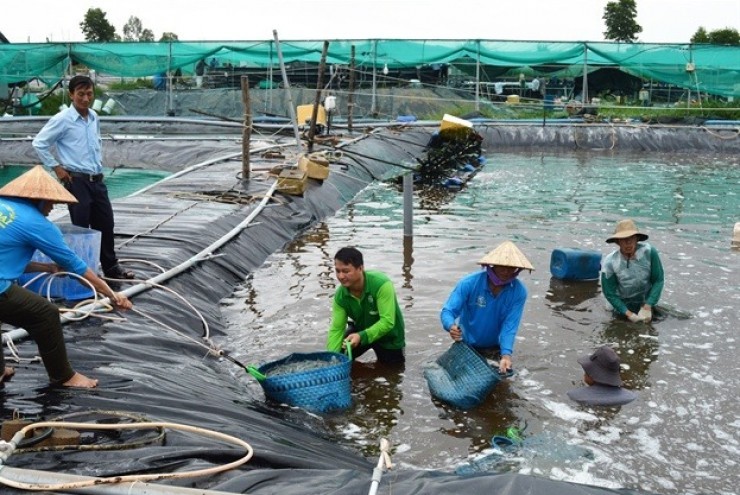 "Sản vật dưới nước" của Việt Nam được châu Âu săn đón, Trung Quốc cũng tăng mua