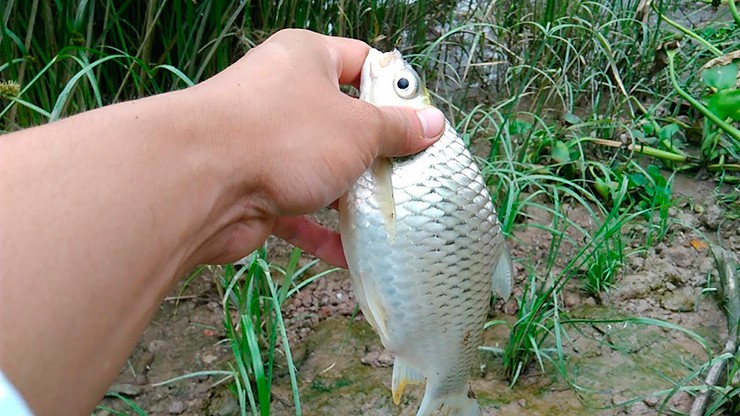 Hiện nhiều hộ dân đã mở rộng mô hình nuôi cá mè vinh, bán ra thị trường với giá đắt đỏ, khoảng 200.000 đồng/kg. Cá mè vinh giòn cũng được nhiều người ưa chuộng.
