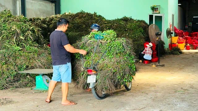 Một cơ sở thu mua cau ở Quảng Ngãi. Ảnh: Tử Trực