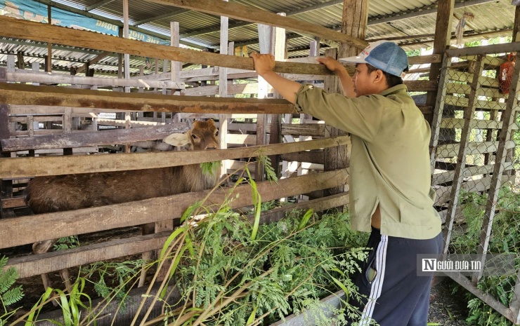 Anh Nguyễn Văn Quế đang chăm sóc đàn hươu sao của gia đình.