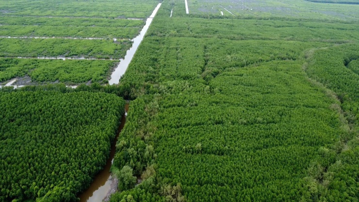 Cà Mau có nhiều diện tích rừng ngập mặn tập trung ở các huyện Ngọc Hiển, Năm Căn, Đầm Dơi, Phú Tân. Những cánh rừng này là môi trường sống lý tưởng của chù ụ.