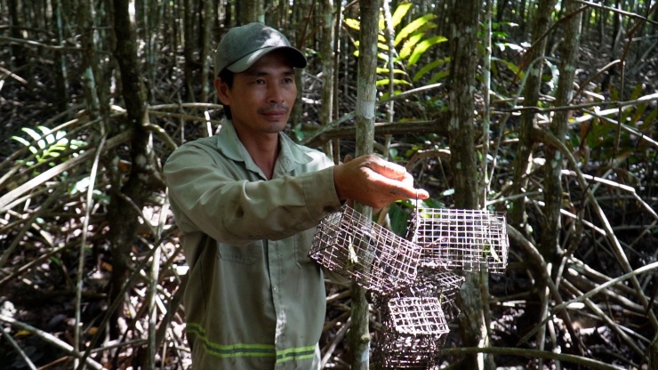 Người dân Cà Mau thường bắt chù ụ bằng nhiều cách như soi đêm, đào hang, nhưng cách bắt hiệu quả nhất là đặt rập.