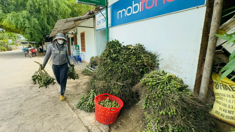 Giá cau cao, đã xuất hiện tình trạng người dân tự phát chuyển đổi cây trồng tại Quảng Ngãi.