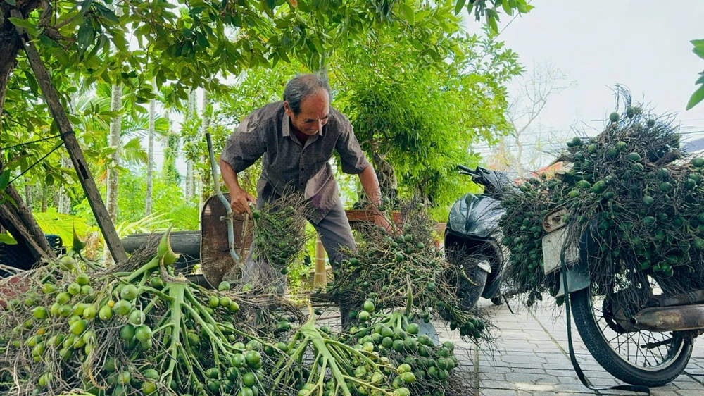 Giá cau cao, người dân Quảng Ngãi vui mừng, phấn khởi.