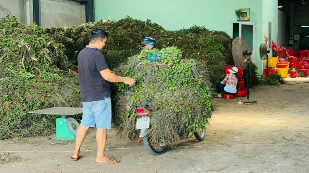 Các vựa thu mua cau xuất sang thị trường Trung Quốc.