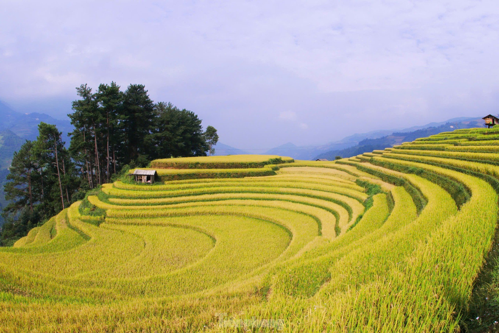 Sắc vàng rực rỡ trên những thửa ruộng bậc thang Mù Cang Chải - 5