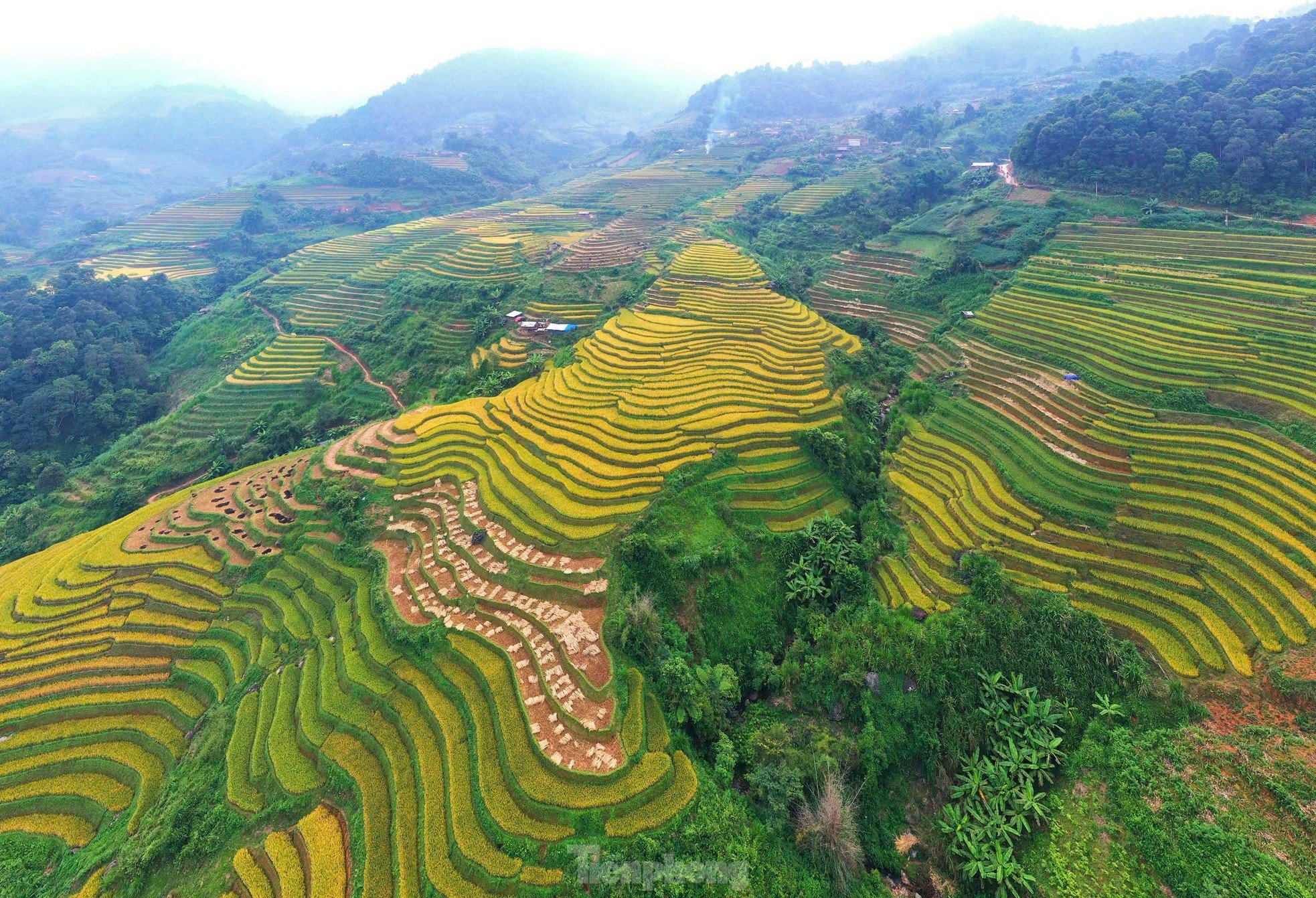 Sắc vàng rực rỡ trên những thửa ruộng bậc thang Mù Cang Chải - 12