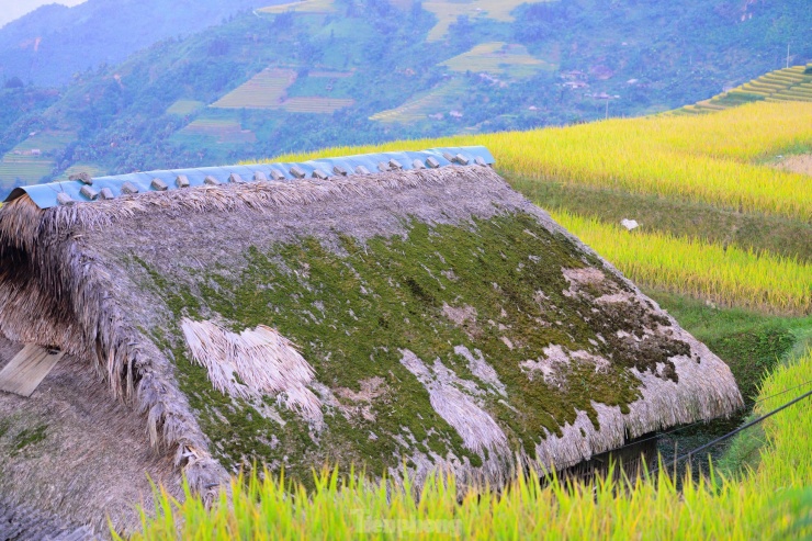 Hiếm có, khó tìm những mái nhà rêu phong biết 'biến hình' - 12