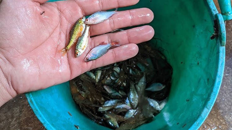 Loài cá này có kích thước bé, chỉ bằng ngón tay út, vảy của chúng màu xanh lá cây hoặc vàng xanh lấp lánh
