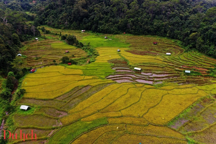 Mê mẩn ruộng bậc thang chín vàng giữa núi rừng Măng Đen - 4