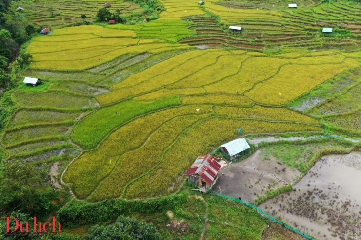 Mê mẩn ruộng bậc thang chín vàng giữa núi rừng Măng Đen - 6