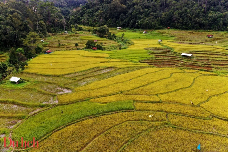 Mê mẩn ruộng bậc thang chín vàng giữa núi rừng Măng Đen - 9