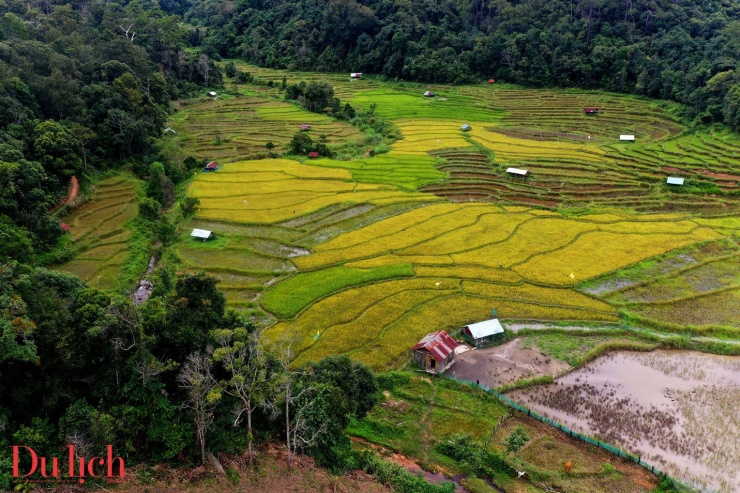 Mê mẩn ruộng bậc thang chín vàng giữa núi rừng Măng Đen - 8