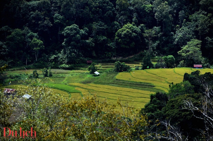 Mê mẩn ruộng bậc thang chín vàng giữa núi rừng Măng Đen - 10