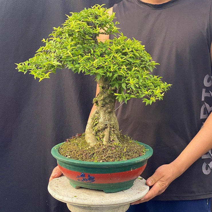 Tùy vào dáng thế và kích thước, mỗi cây mai&nbsp;chiếu thủy bonsai có giá từ vài trăm đến vài triệu đồng, thậm chí có cây cả trăm triệu đồng được săn lùng.
