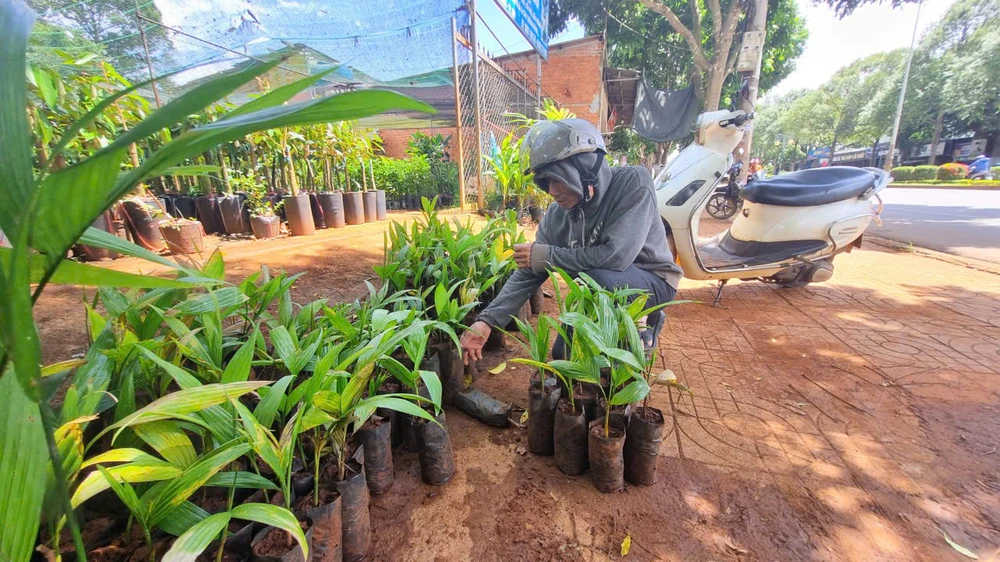 Ông Hòa đi cả buổi sáng, đến nhiều vườn ươm mới tìm được vài cây cau giống. Ảnh: T.T