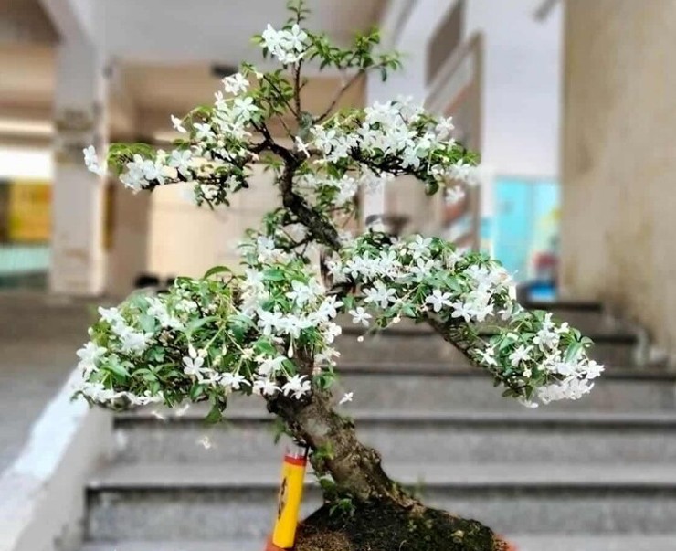 Mấy năm nay, nhiều người trồng bonsai mai chiếu thủy&nbsp;để bán, mang lại nguồn thu nhập kha khá.&nbsp;
