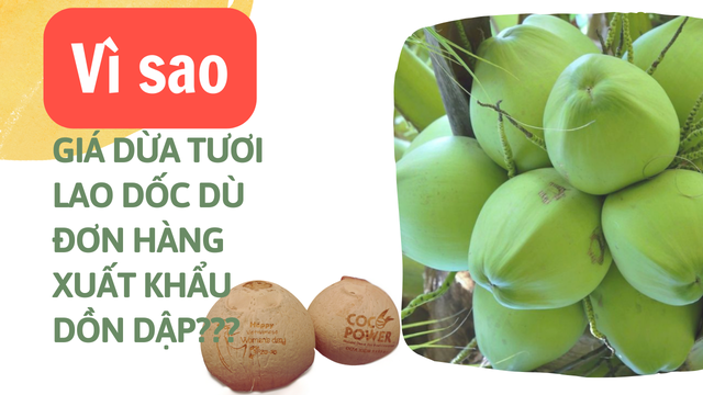 Giá dừa tươi hiện tại đang giảm tới gần 1/2 so với vài tháng trước