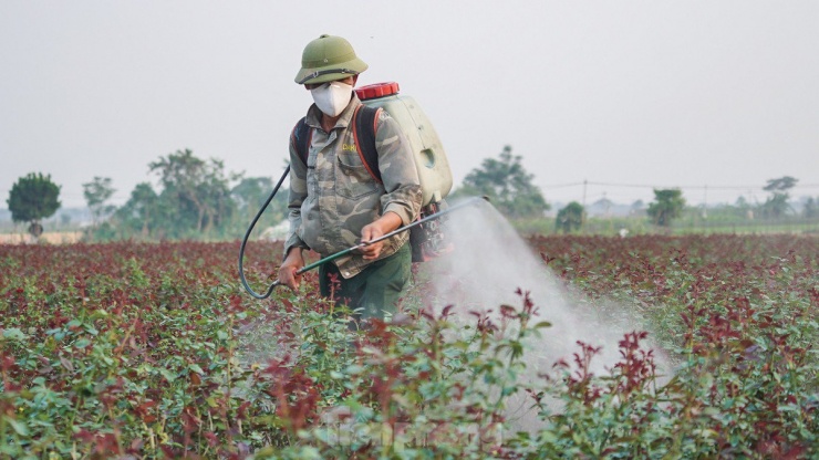 Nông dân làng hoa Mê Linh mất mùa 20/10, &#39;mót&#39; từng bông hồng để bán - 2