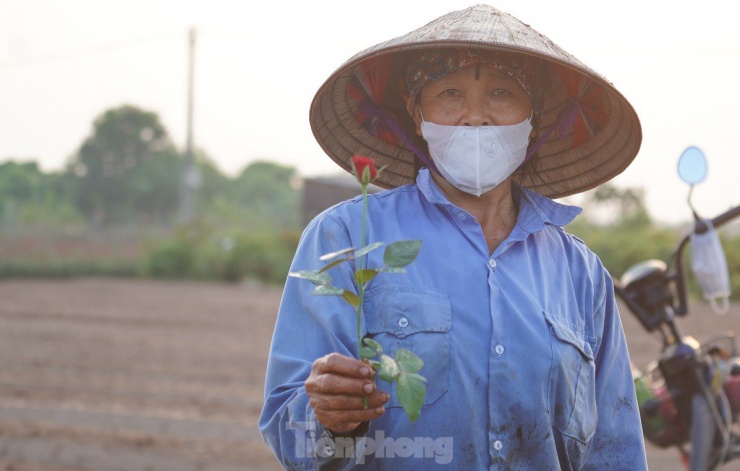 Nông dân làng hoa Mê Linh mất mùa 20/10, &#39;mót&#39; từng bông hồng để bán - 6