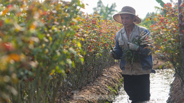 Nông dân làng hoa Mê Linh mất mùa 20/10, &#39;mót&#39; từng bông hồng để bán - 7