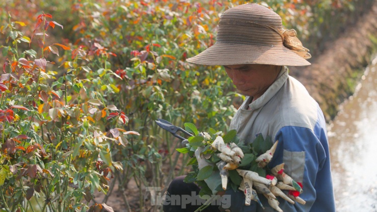 Nông dân làng hoa Mê Linh mất mùa 20/10, &#39;mót&#39; từng bông hồng để bán - 8