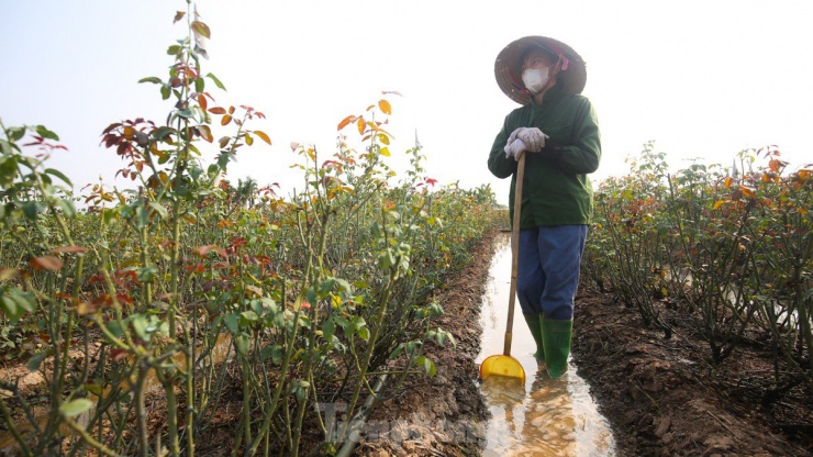 Nông dân làng hoa Mê Linh mất mùa 20/10, &#39;mót&#39; từng bông hồng để bán - 11