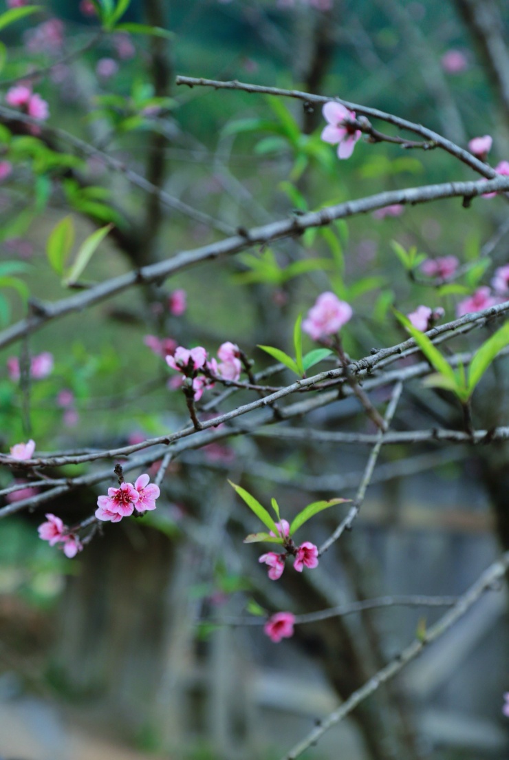 Hoa đào nở sớm khiến bao du khách ngỡ ngàng.