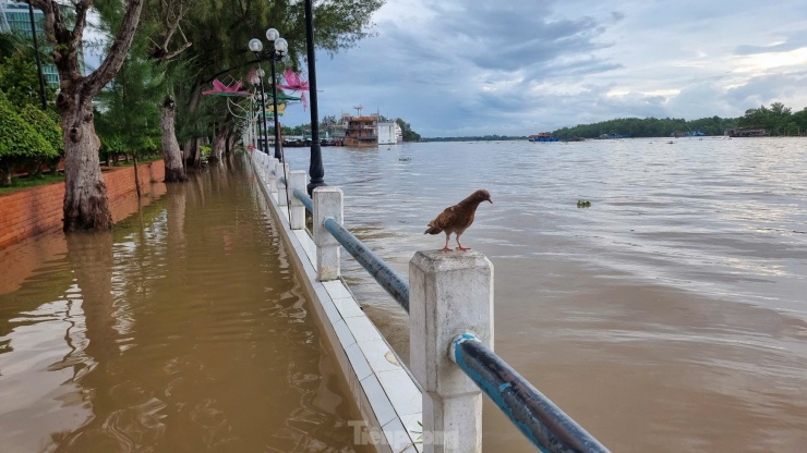 Cần Thơ Gặp Triều Cường Vượt Báo Động 3: Nhà Dân Ngập Nước, Giao Thông Bị Đứt Gãy