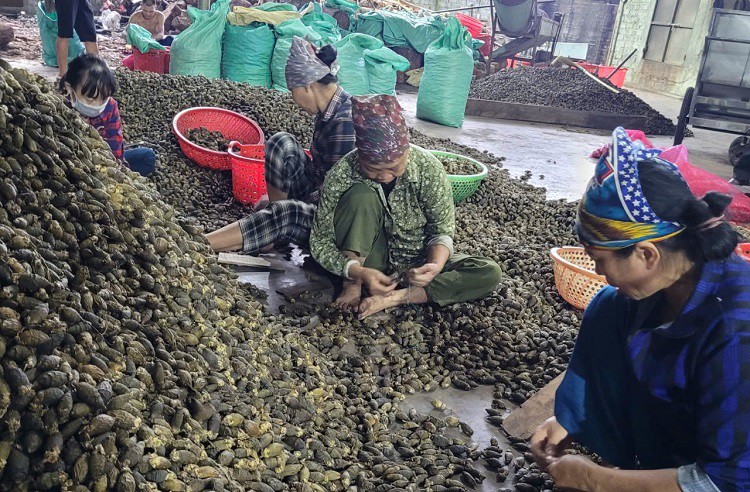 Các lò sấy cau phải tuyển thêm nhiều nhân công lao động phục vụ với kịp hàng giao cho khách.