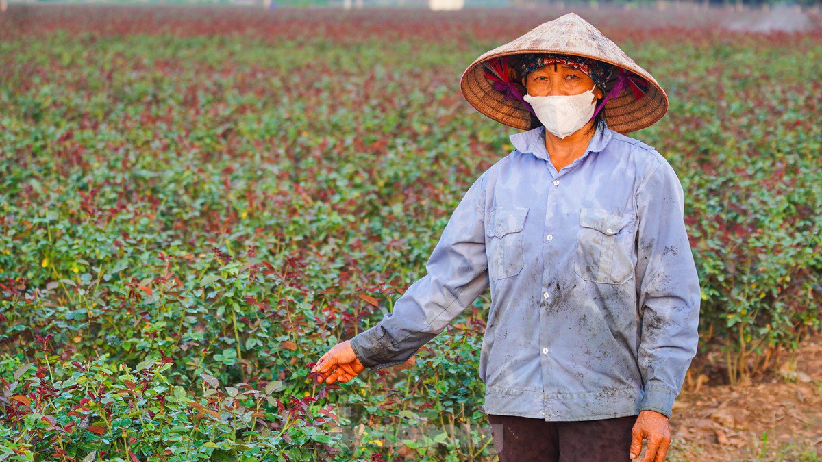 Nông dân làng hoa Mê Linh mất mùa 20/10, &#39;mót&#39; từng bông hồng để bán - 4