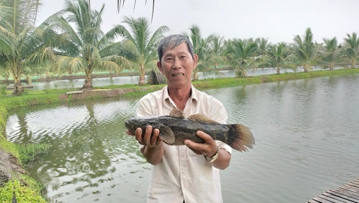 Lão nông Nguyễn Hữu Ánh 2 lần được vinh danh Nông dân Việt Nam xuất sắc. Ảnh: Giáo dục và Thời Đại.