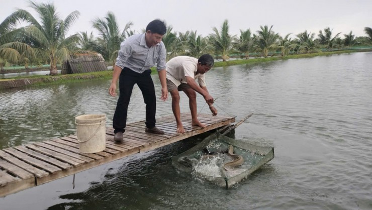 Nông dân Nguyễn Hữu Ánh bắt đầu mở rộng mô hình nuôi song song 2 loại: Cá chình và cá bống tượng.