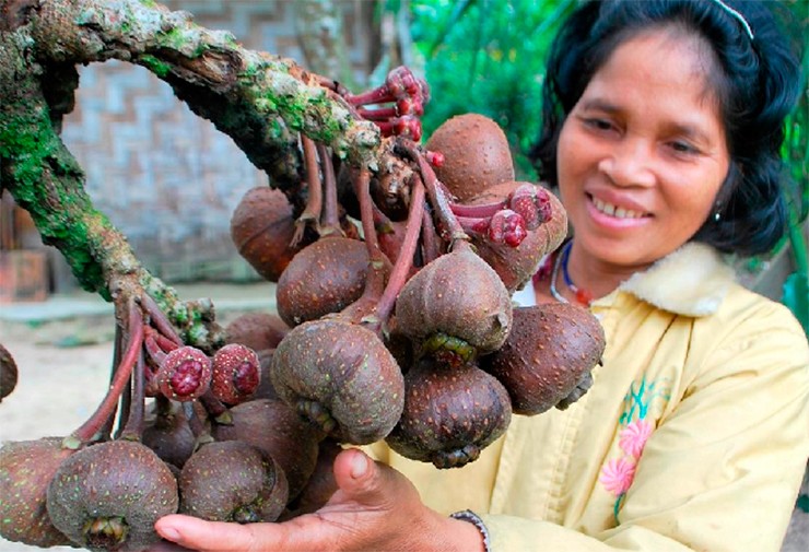 Lá ngõa non còn được nhiều người dân ở miền Bắc làm bánh bột lọc hoặc bánh trứng kiến hấp.&nbsp;
