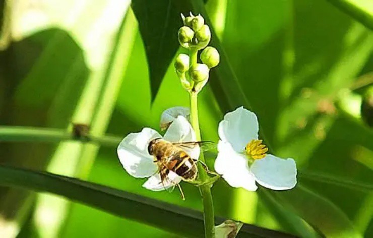 Cây tiến vua ở nước ngoài hóa ra là cây dại ở Việt Nam mọc đầy, giờ hái bán là kiếm bộn - 2