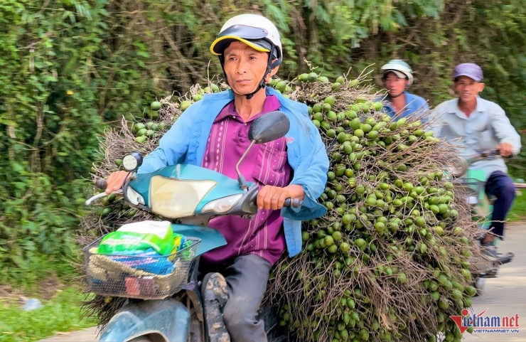 Sau khi tăng kỷ lục, giá cau tươi bắt đầu lao dốc do Trung Quốc ngừng mua. Ảnh: Hà Nam