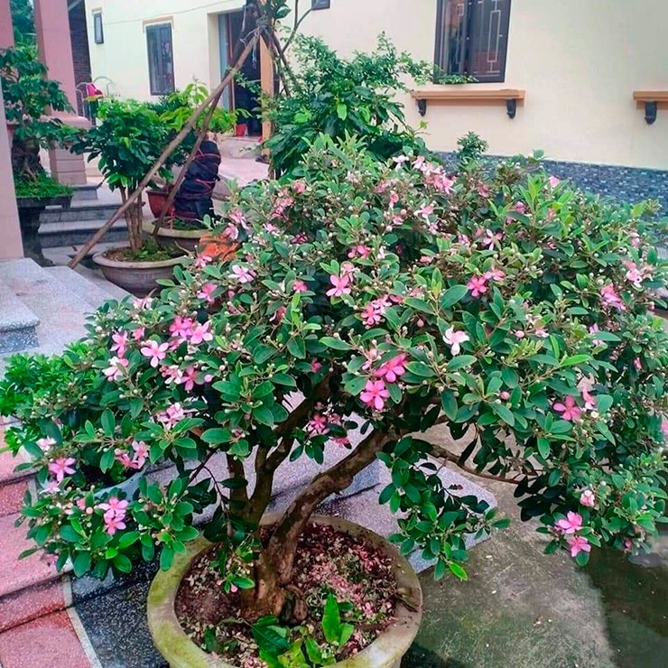 Trồng cây sim bonsai vừa có hoa tím nở đẹp mà nhiều người vẫn thu được quả, đến mùa quả chín lúc lỉu trông rất đẹp mắt
