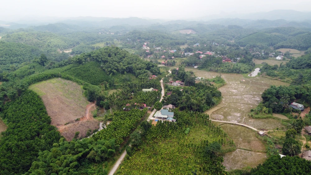 Cây cau là loại cây dễ tính, chịu hạn, gió bão tốt nhưng sợ lạnh. Tuy nhiên, khí hậu ở Lang Chánh không quá lạnh nên cau cho quả dài, nhẵn đẹp.