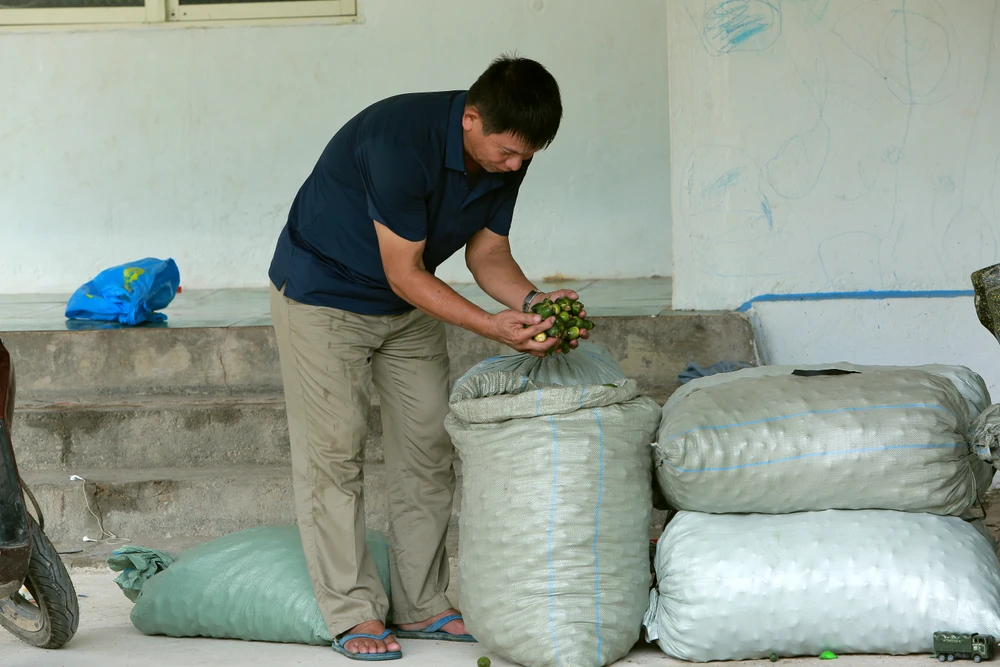 Với giá bán như hiện nay, sau khi trừ chi phí ông Dũng thu về khoảng 500 triệu đồng. Đây cũng là năm mà ông có doanh thu từ cau quả lớn nhất từ trước đến nay do giá cau tăng kỷ lục.