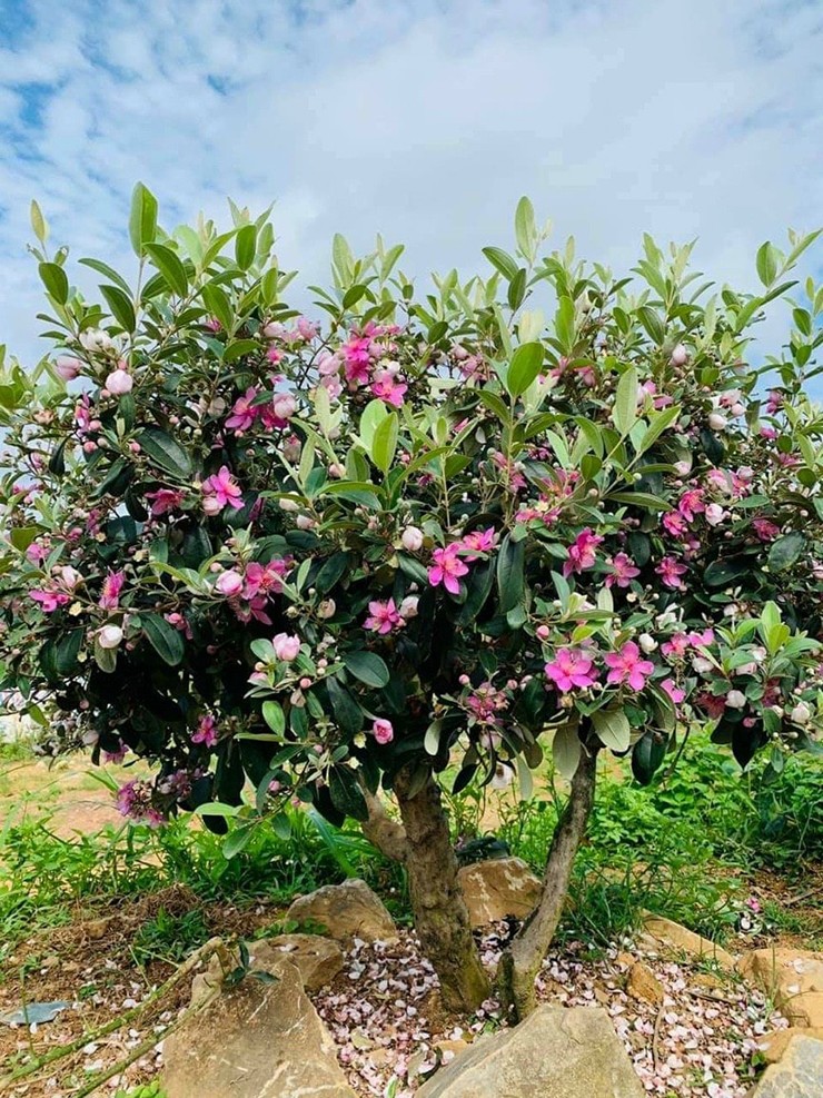 Người bán cho biết mấy năm nay nhiều người mới biết cây sim có thể làm bonsai, trưng làm cảnh độc lạ và mới mẻ.
